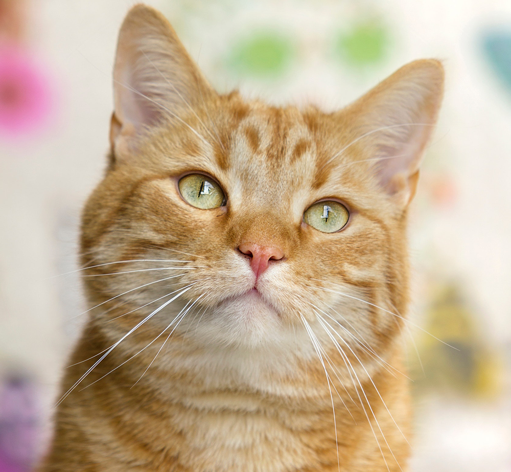 Problems New Pet Owners Face When Not Properly Notified