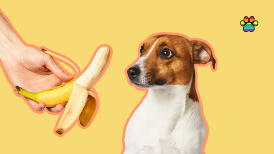 Can Dogs Eat Bananas? Safe Foods and Treats for Your Dog