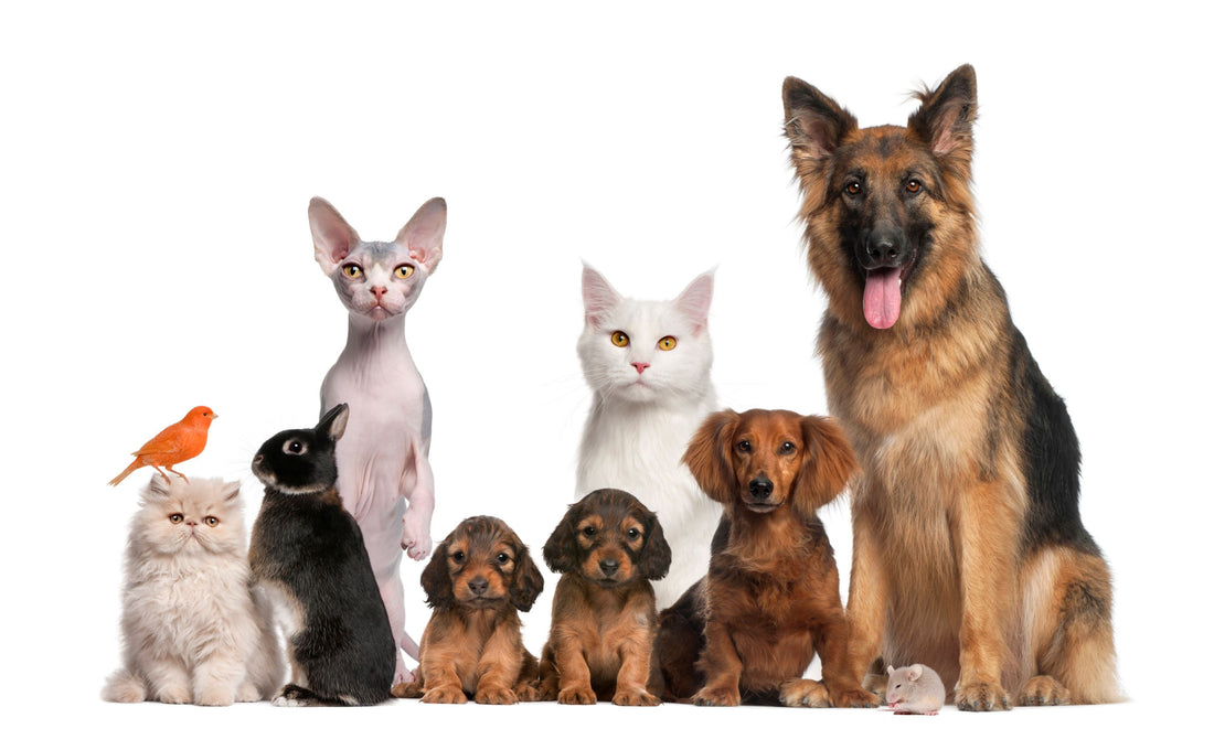 Pet Wills for Family Pets