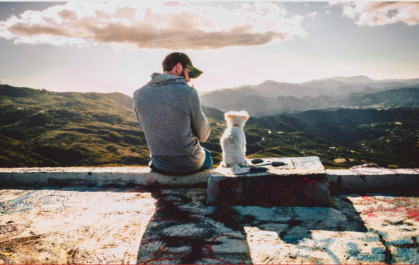 The Importance of Estate  Planning for Your Pet