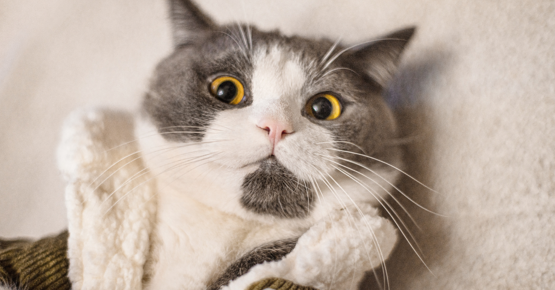 What Happens to Your Pet If You’re No Longer There